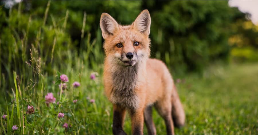 Going wild: Facebook culls illegal wildlife ads as trade grows